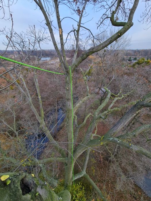 Arborysta, alpinistyczna wycinka i pielęgnacja drzew, zrębkowanie