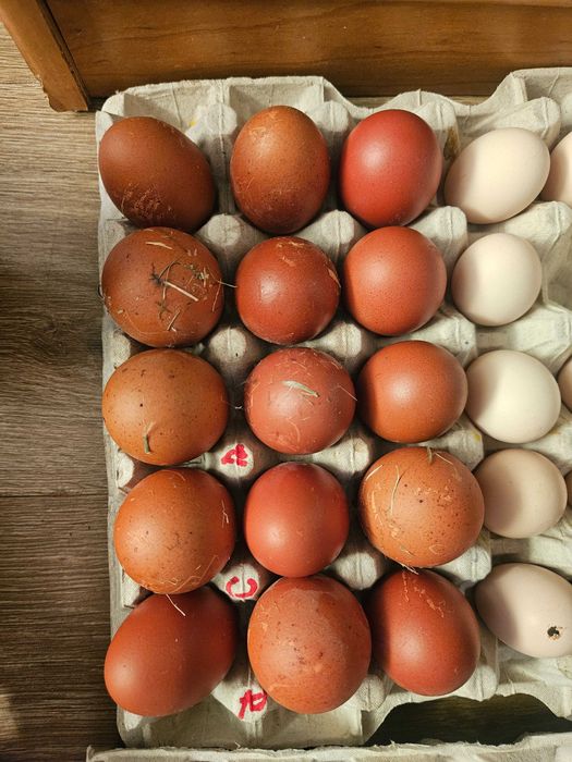 Jaja legowe Marans
