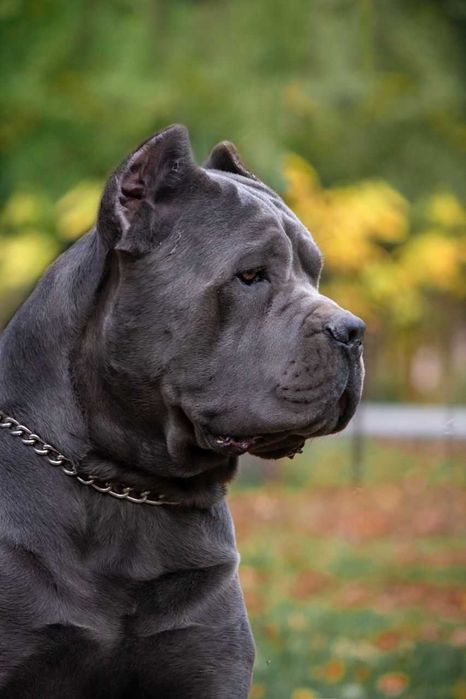 Щенки Кане Корсо 05.12