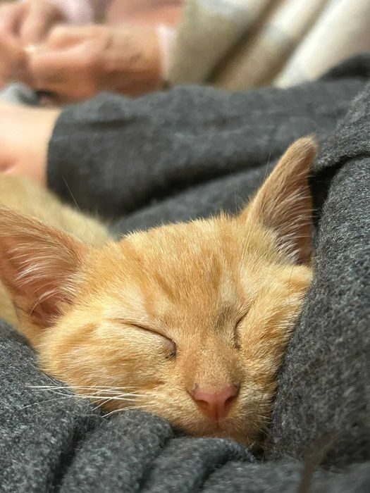 Pet sitting - Cães e gatos