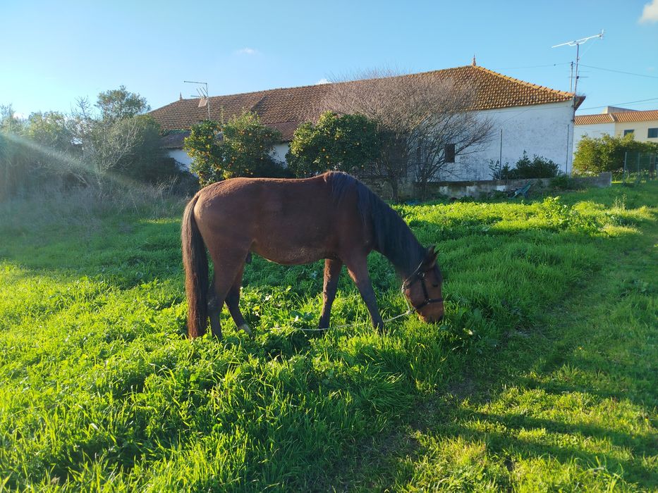 Vendo poldro castanho com dois anos mansinho