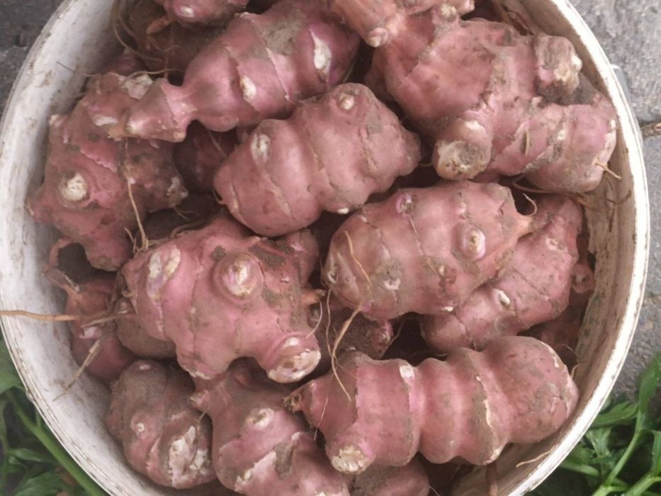 12kg topinambur bardzo duży cukrzyca trawienie oczyszczenie4/12