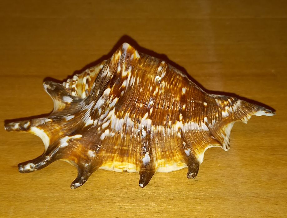 Ракушка морская,красивая