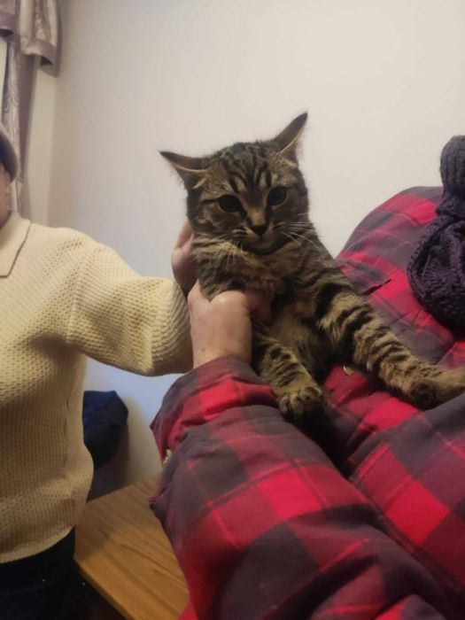 Kto uratuje kocią rodzinę?