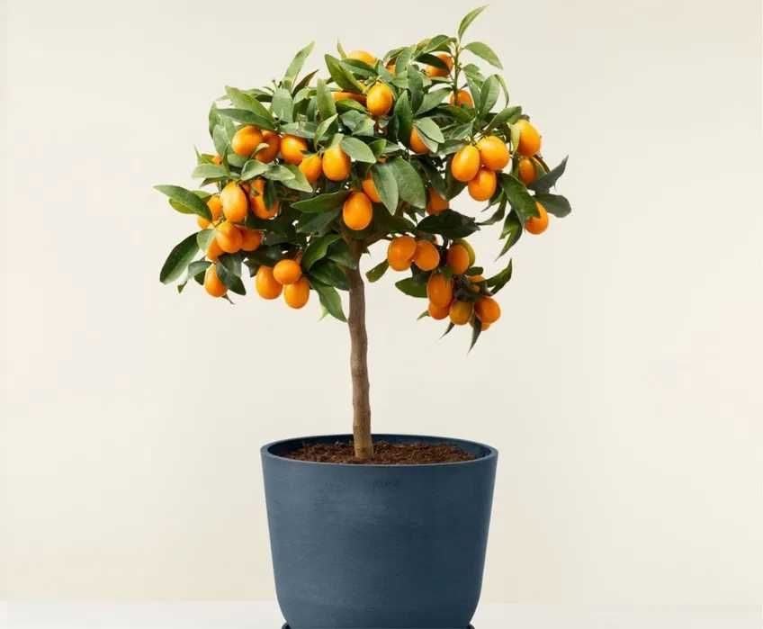 Kumquats Citrinos da Prosperidade Japão - Enxertados
