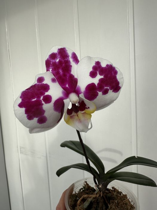 Паламос орхідея Palamos цвіте