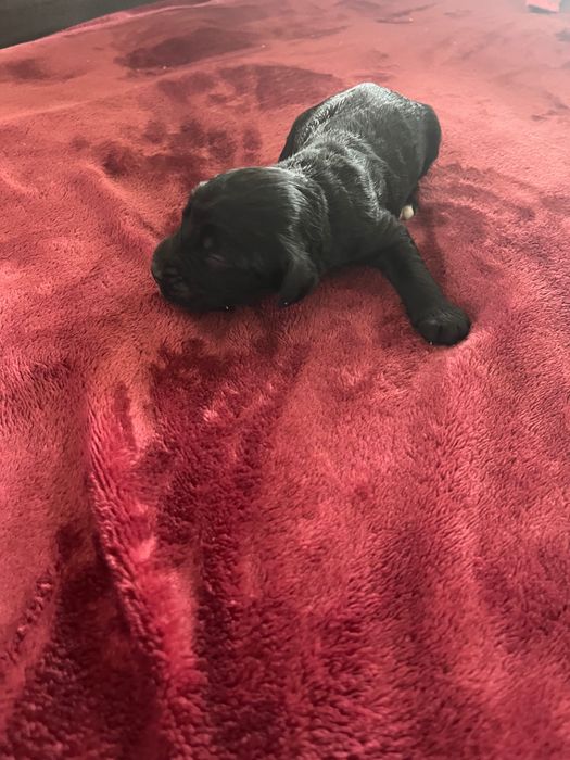 Labradoodle piesek