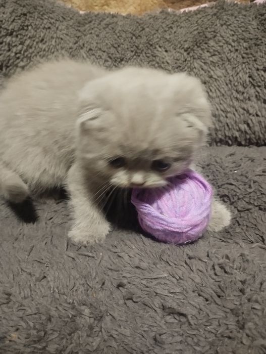 Британські вісловухі малюки готові до люблячої сім'ї