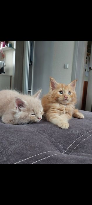 Котики мейн кунчики в Полтаві