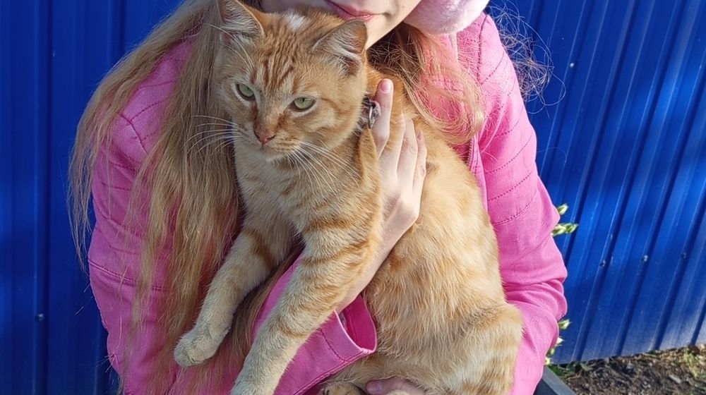 (Терміново!)Загубився рудий кіт