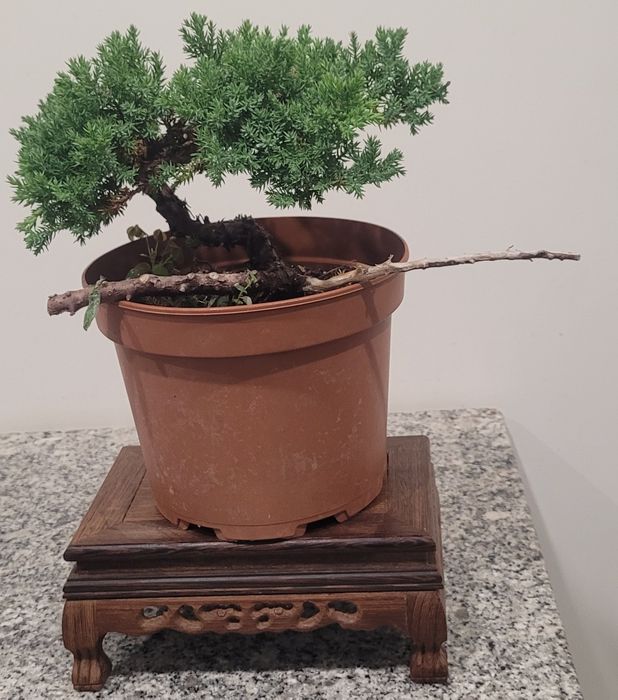 Bonsai de juniperus