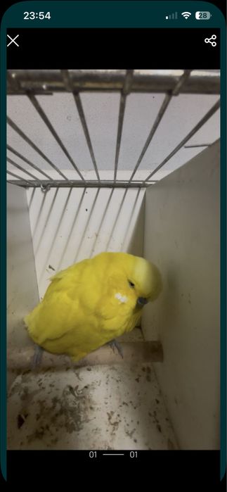 Casal periquitos ingleses