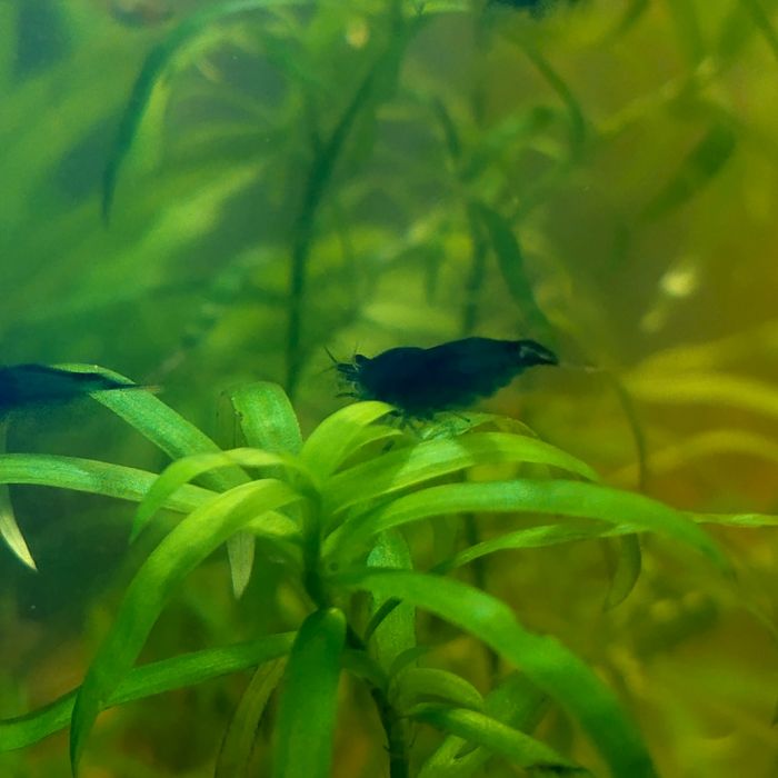 Krewetki Blue Velvet – Intensywny błękit/granat