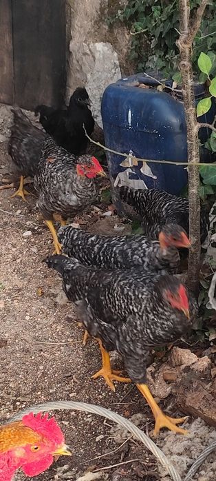 Frangos galos cruzados pedrês machos