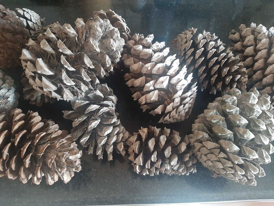 Saco de pinhas de +- 5kg (cerca de 50 pinhas) - fazem-se entregas na zona de Almada