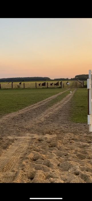 Pesjonat dla koni wolne boksy!!!