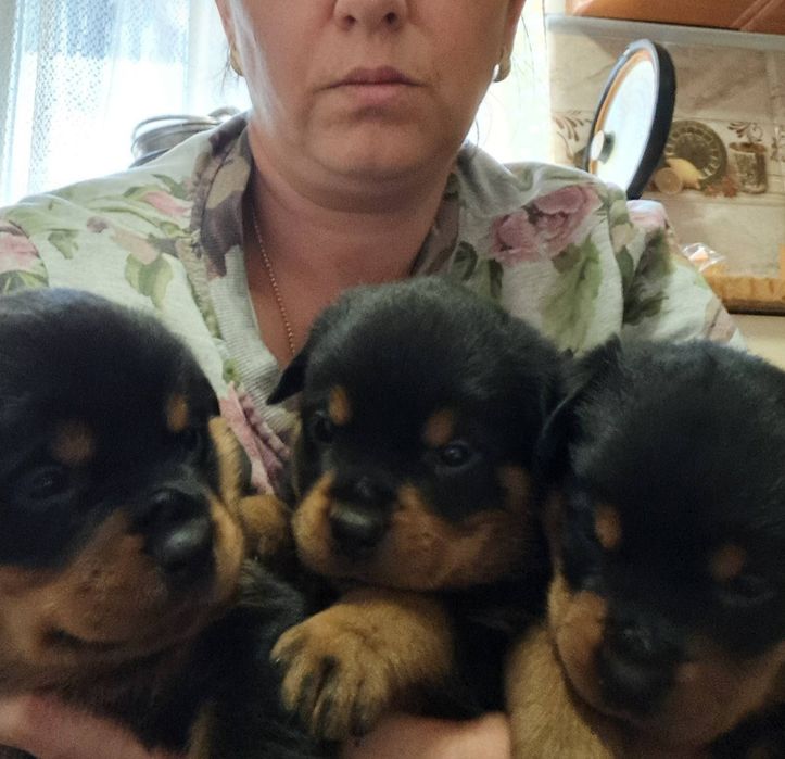 Щенки ротвейлера