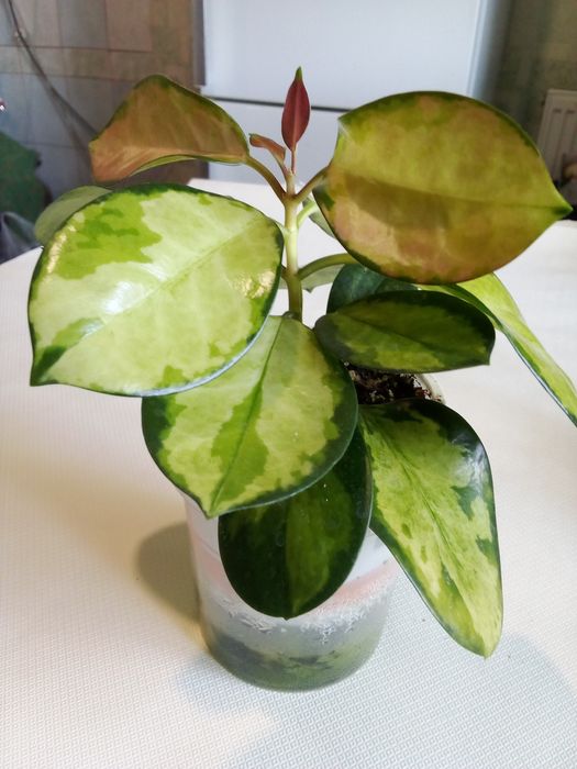 Комнатные домашние Харьков