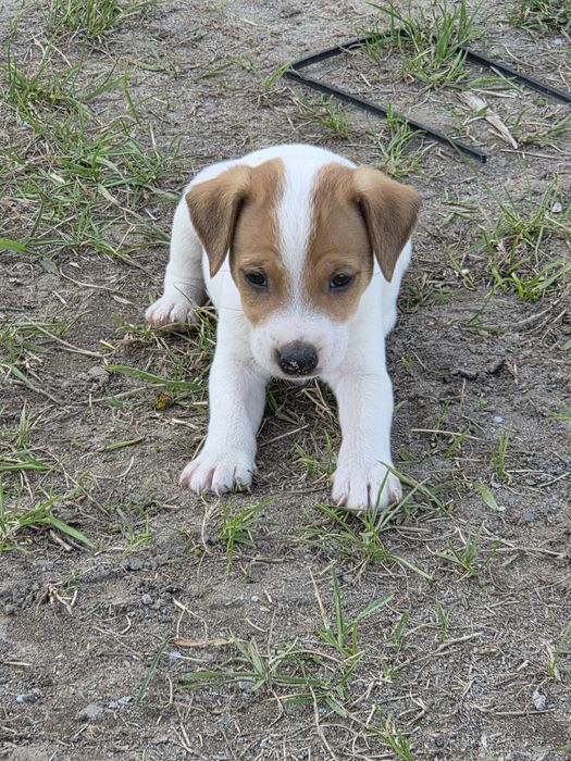 Jack russell terrier
