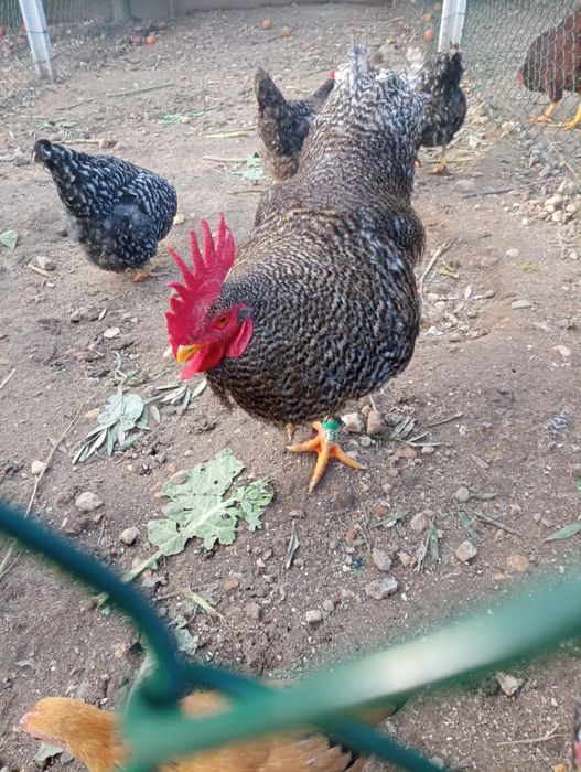 Pintos  pedrês portuguesa , malines, Marans,  rohde island red