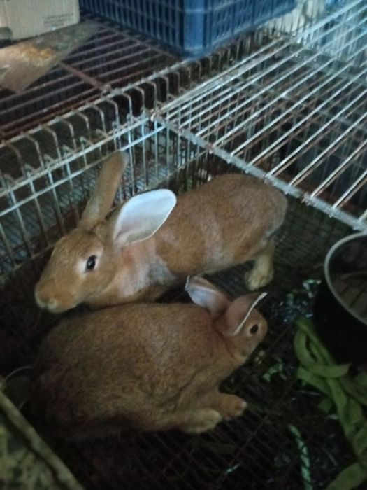 Vendo coelhos de carne xxxxxxxxxxxxxx