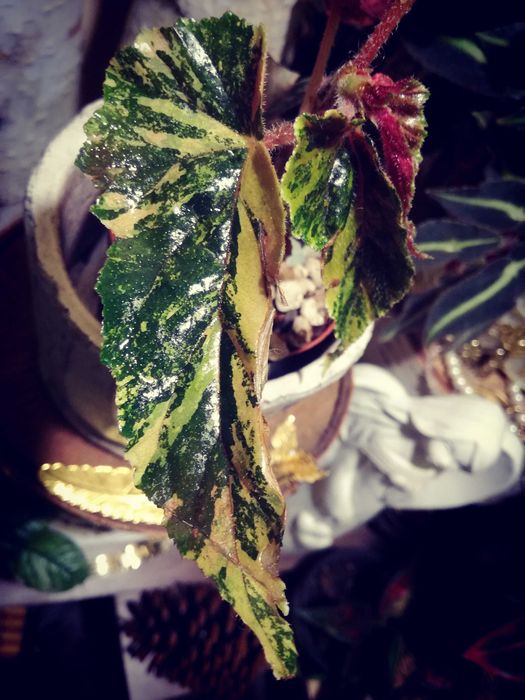 Begonia Ginny Galaxy Variegata Pink Aurea UNIKAT ! monstera philode