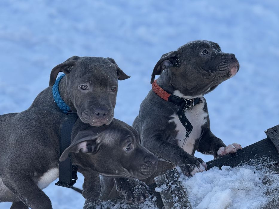 Продаються цуценята АМ Стаф