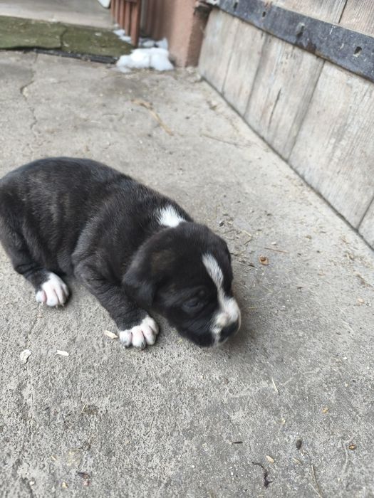 Oddam za darmo  pieska