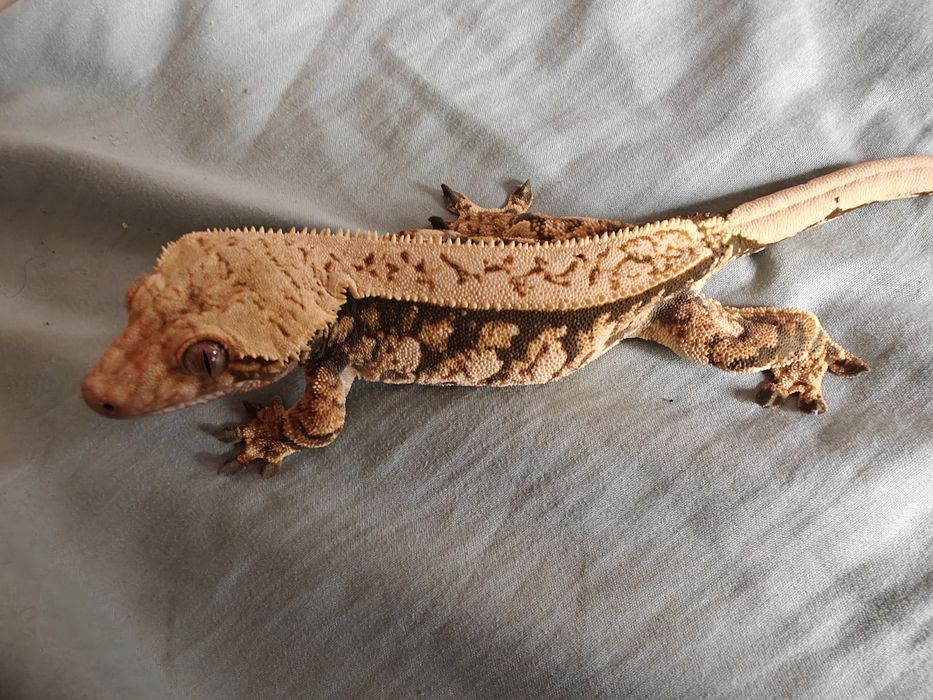 Gekon orzęsiony samica