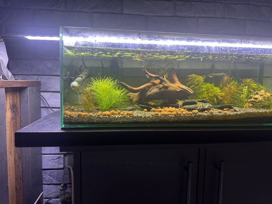 Akwarium 75l z aranżacją