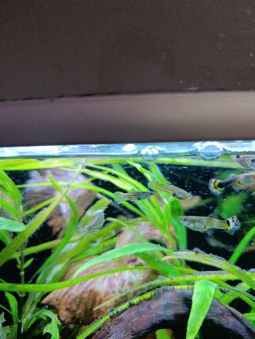 Guppys variados adultos e crias