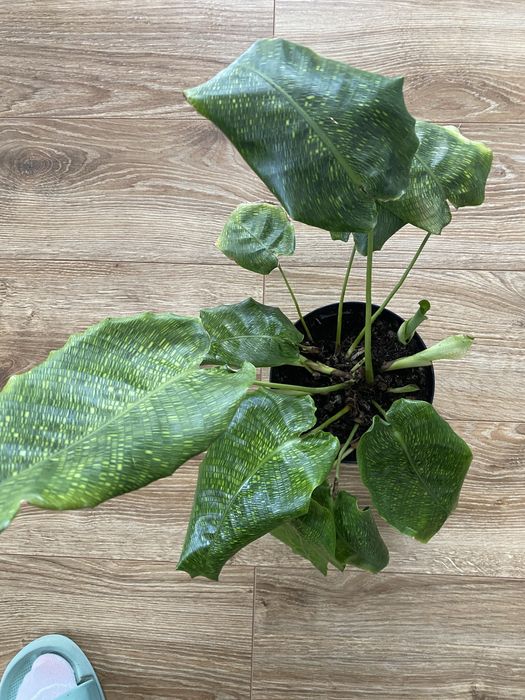 Calathea network