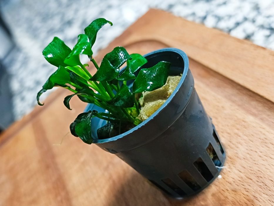 Anubia Barteri var. Nana mini mini