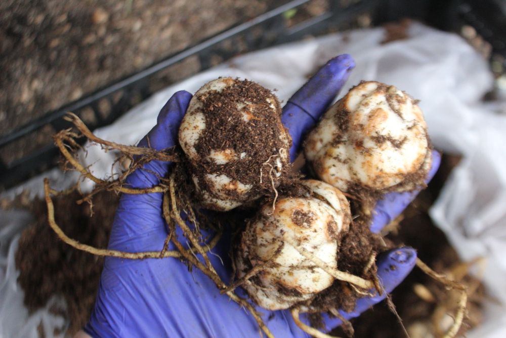 Цибулини лілій Голландія