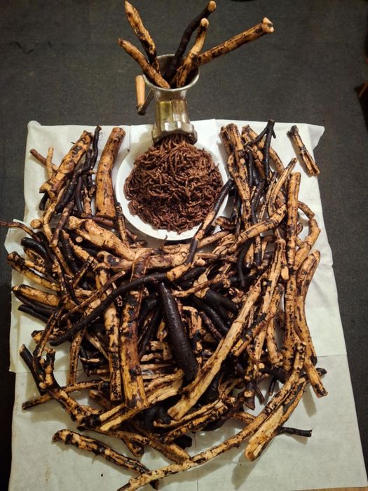 Żywokost korzeń świeżo zebrany