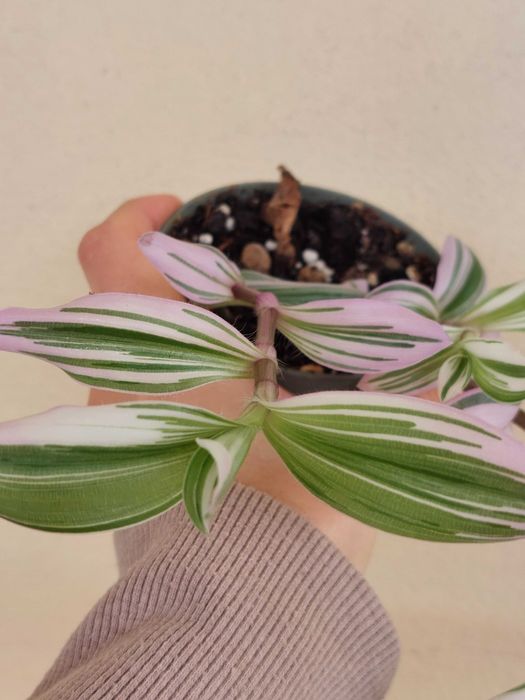 Planta Tradescantia Nanouk