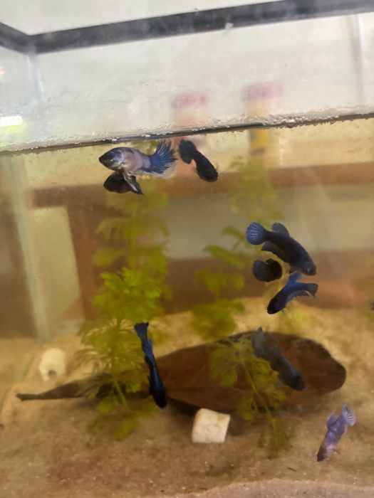 Peixes bettas