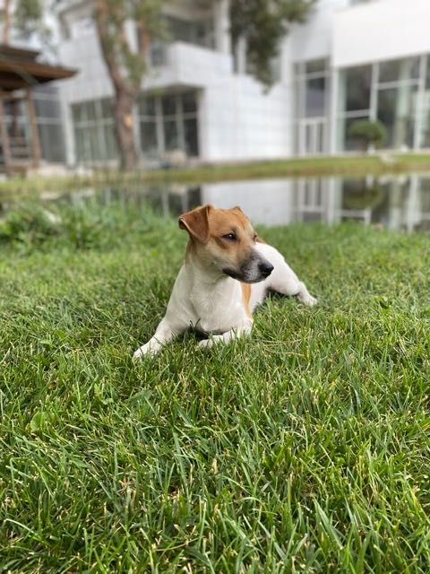 Вʼязка Jack Russell Джек Рассел