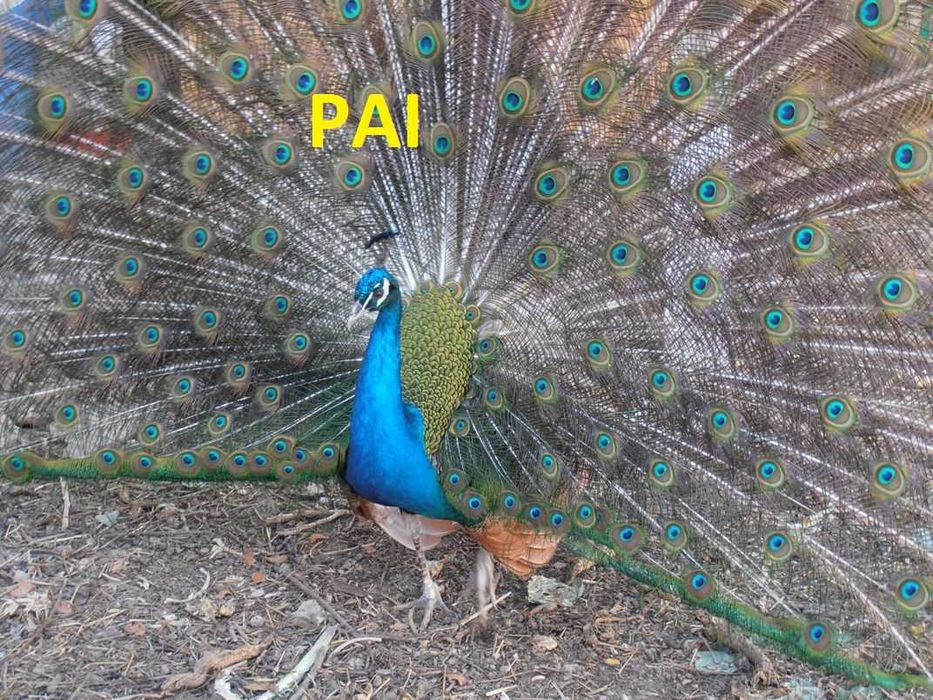 Pavões Reais com menos de ano