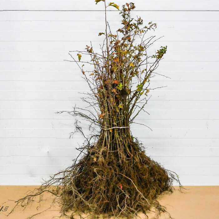 Grusza  pospolita kopana z gruntu