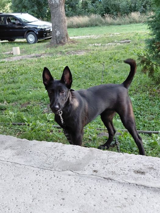 Suczka na sprzedaż- owczarek belgijski malinois