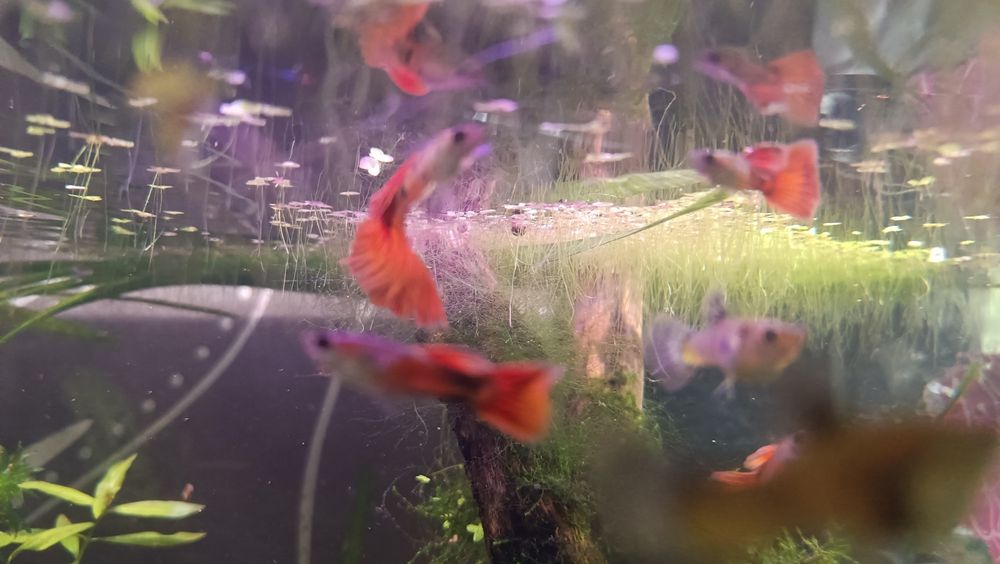 Sprzedam gupiki Tiger Red (czysta krew)