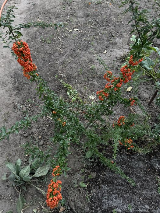 Піроканта павловнія