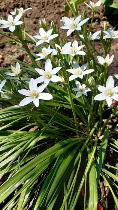 Птицемлечник,ландыш,лилейник рыжий