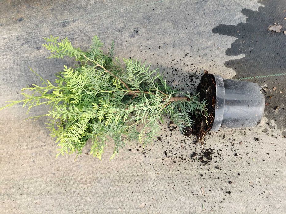 Tuja Brabant C3 80-100 cm żywotnik zachodni Brabant szkółka