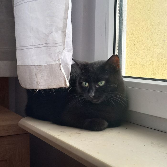 Przepiękna kocica czeka na dom