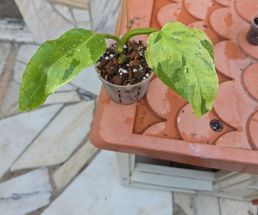 Philodendron Jose Buono