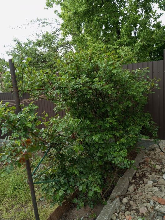 Продається квартира(частина будинку)смт.Кирнасівка,Вінницька область.