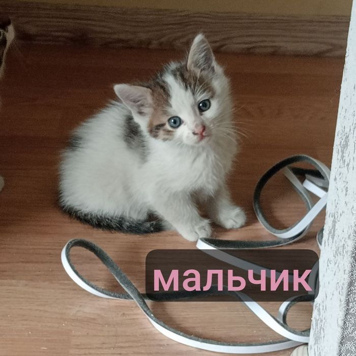 Отдам в хорошие руки