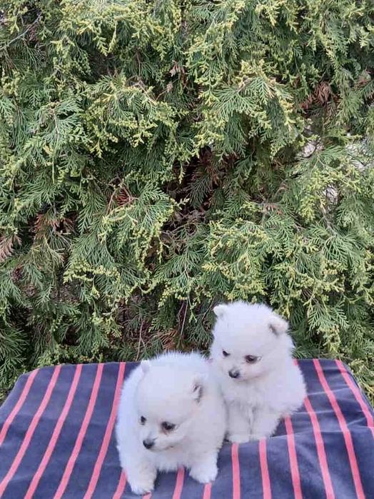 Померанський шпіц